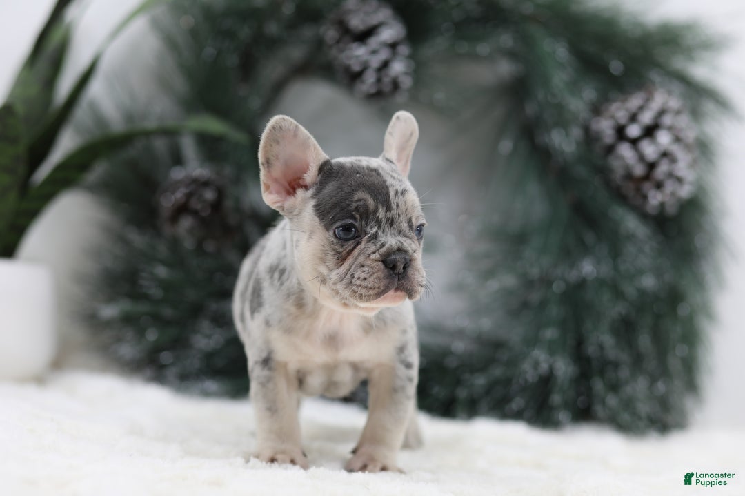 French Bulldog dogs for sale: Marco - Ad 6