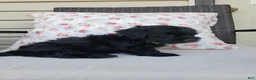 Yorkiepoo dogs for sale: Yorkiepoo 3 - Ad 5