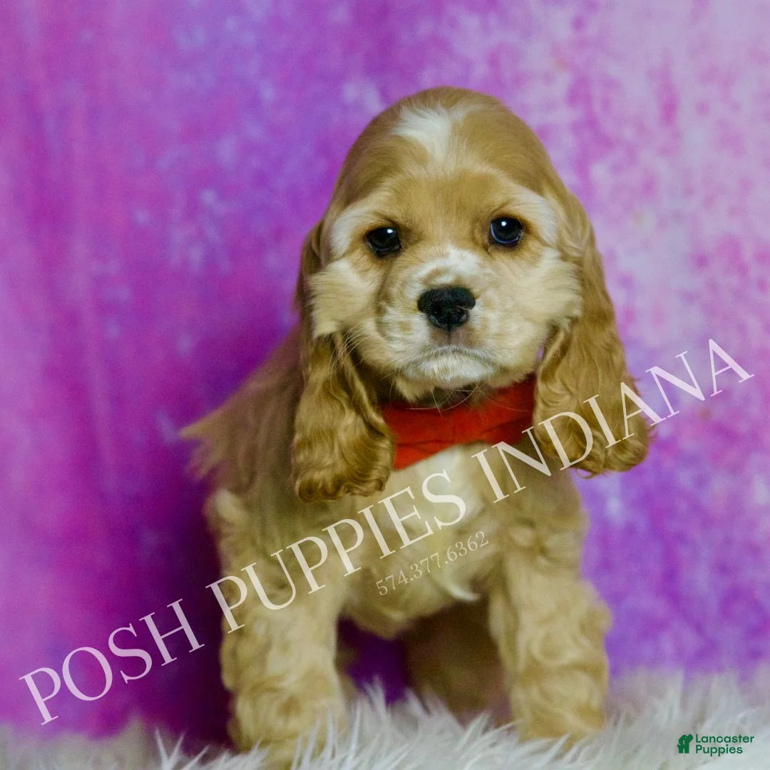 Cocker Spaniel dogs for sale: Bennie - Ad 3