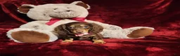 Miniature Dachshund dogs for sale: KISSES - Ad 7