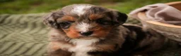 Mini Bernedoodle dogs for sale: Colt F1 Mini Bernedoodle  - Ad 4