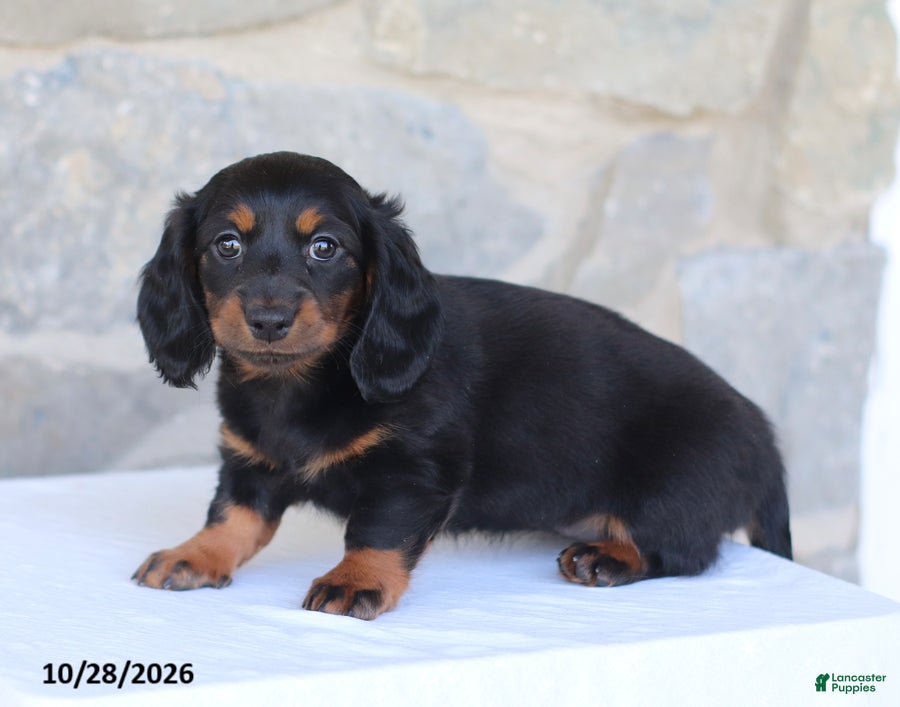 Dachshund dogs for sale: Talia - Ad 1