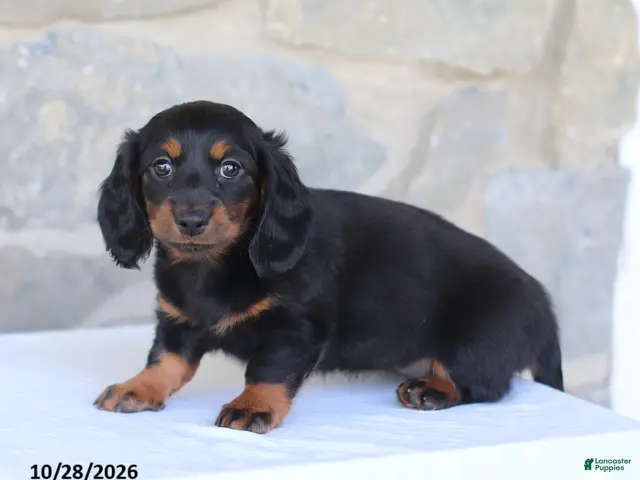 Dachshund dogs for sale: Talia - Ad 1