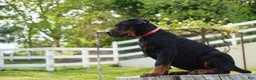 Doberman Pinscher dogs for sale: Marcy - Ad 4