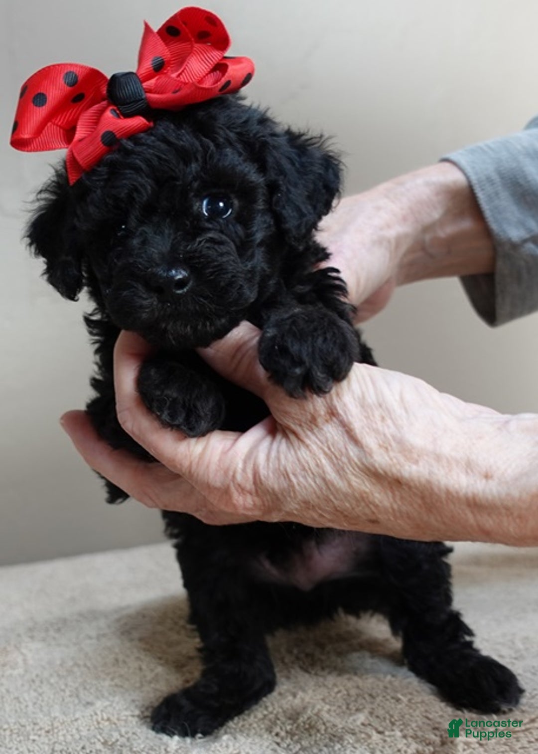 Toy Poodle dogs for sale: Kaida solid black - Ad 4
