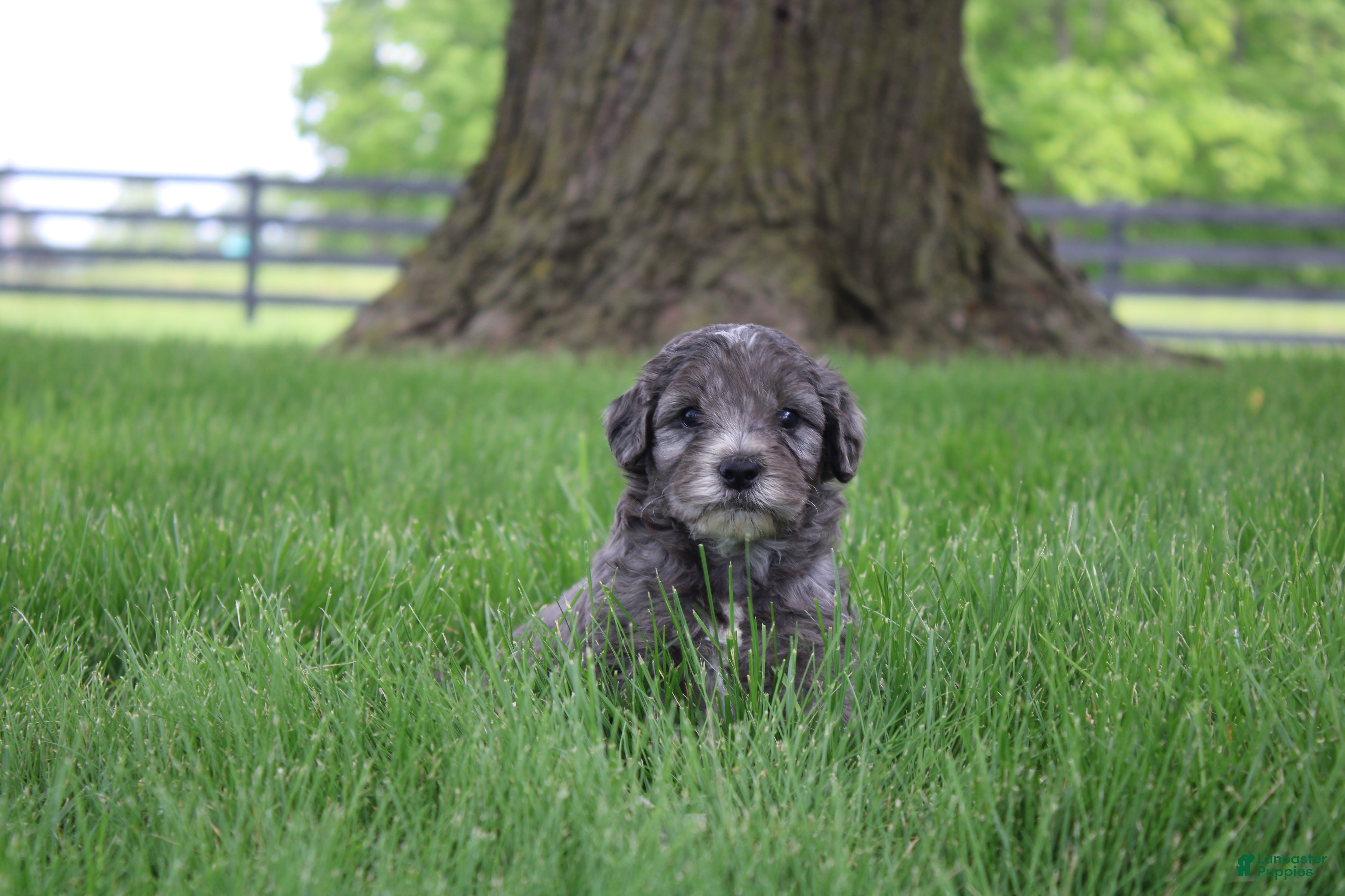 Mini Goldendoodle dogs Theo - Ad 40