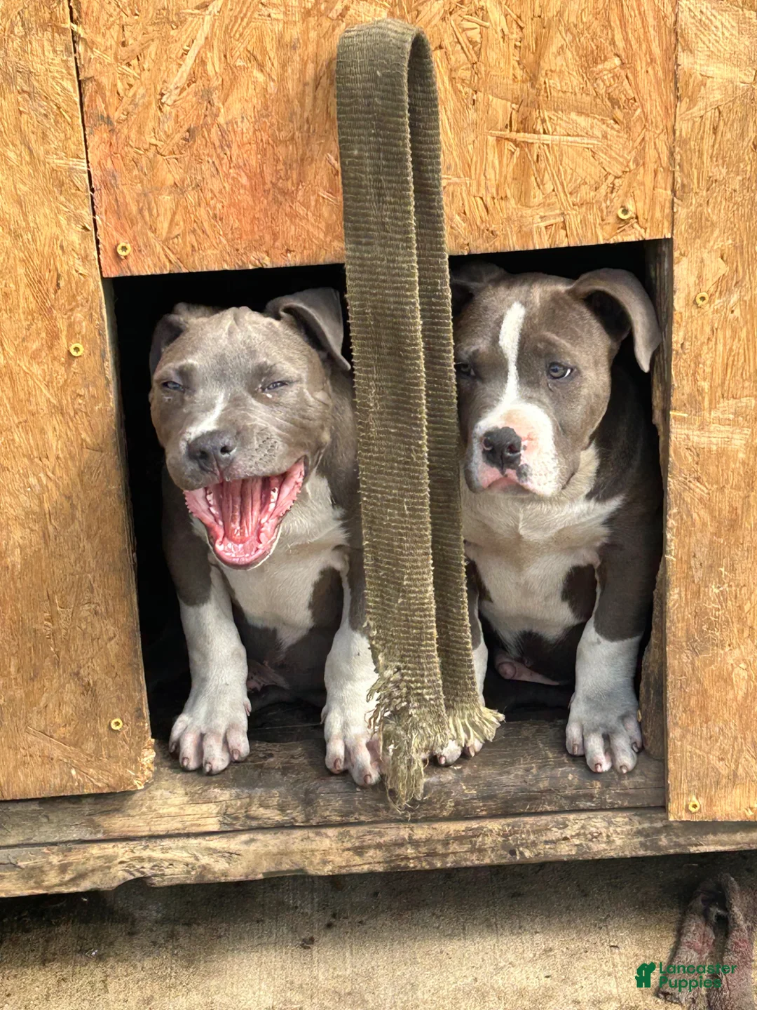 American Bully dogs for sale: American Bully Puppy 2 - Ad 2