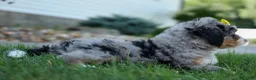 Mini Bernedoodle dogs for sale: 🐾 Peaches 🐾 - Ad 11