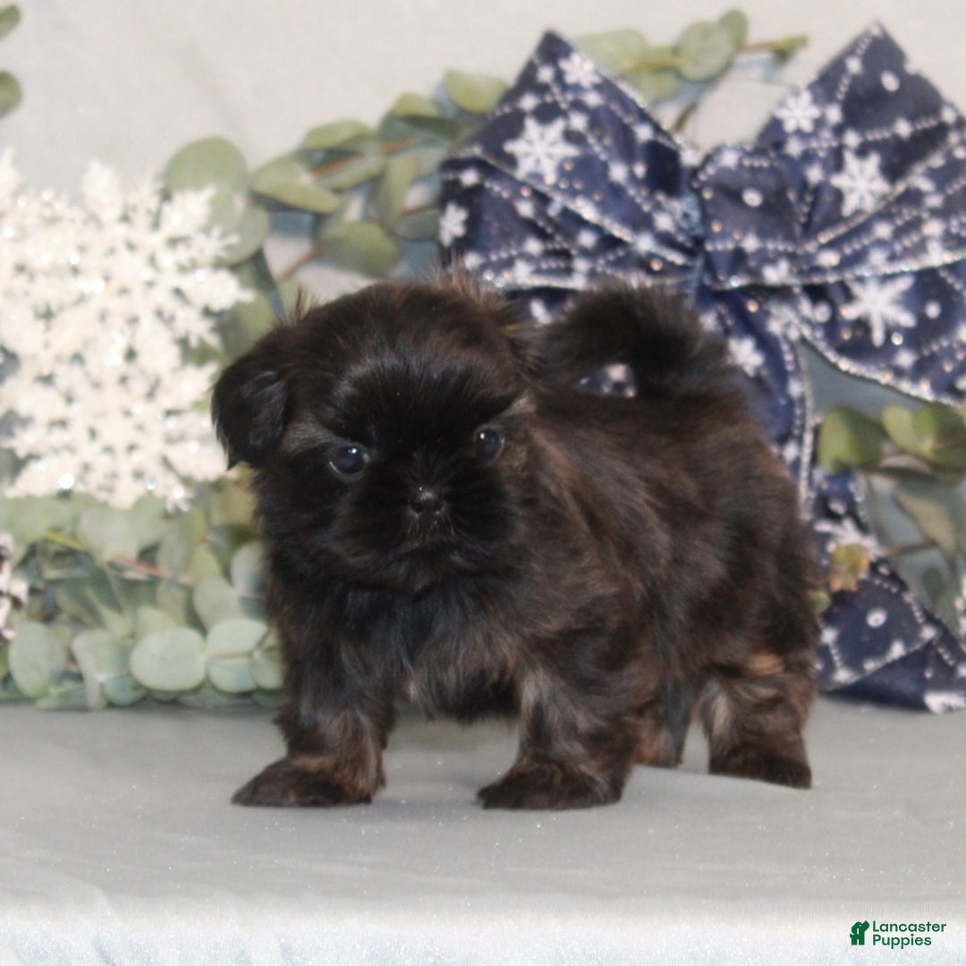 Shih Tzu dogs for sale: Rosie AKC - Ad 4