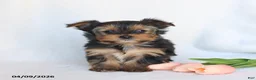 Yorkshire Terrier dogs for sale: Nellie - Ad 4