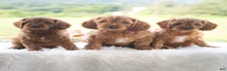 Cavapoo dogs for sale: Benji  - Ad 5
