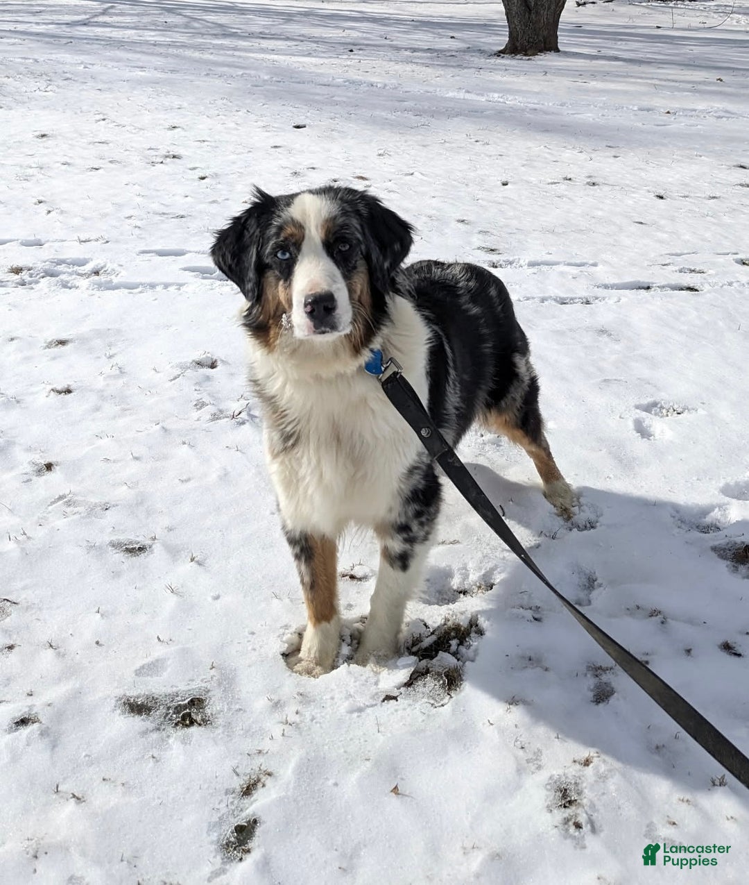 Australian Shepherd dogs for sale: Chloe - Ad 6