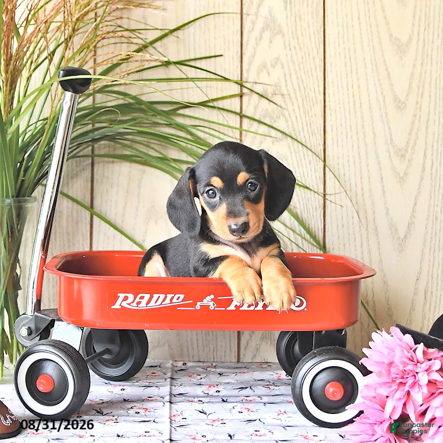 Miniature Dachshund dogs Molly - Ad 1
