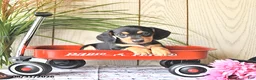 Miniature Dachshund dogs for sale: Molly - Ad 1