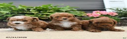 Toy Poodle dogs for sale: Bell  - Ad 4