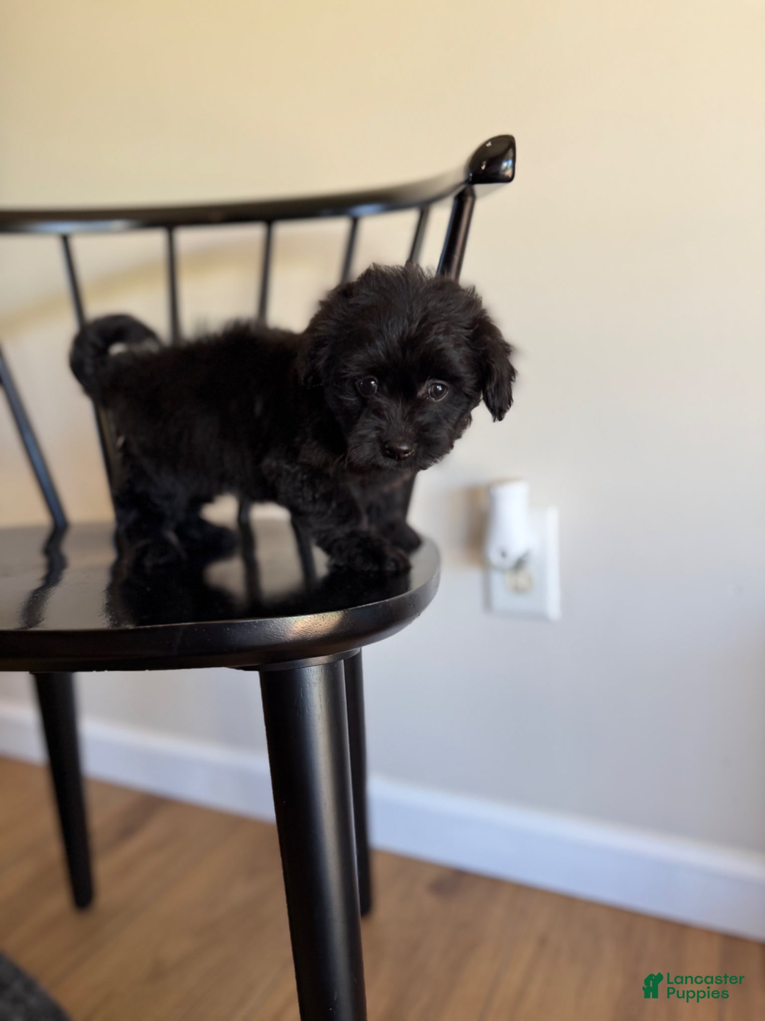 Pomapoo dogs Jane  - Ad 11