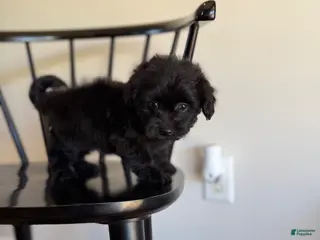 Pomapoo dogs Jane - Ad 11