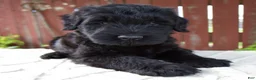Giant Schnauzer dogs for sale: Tucker - Ad 4