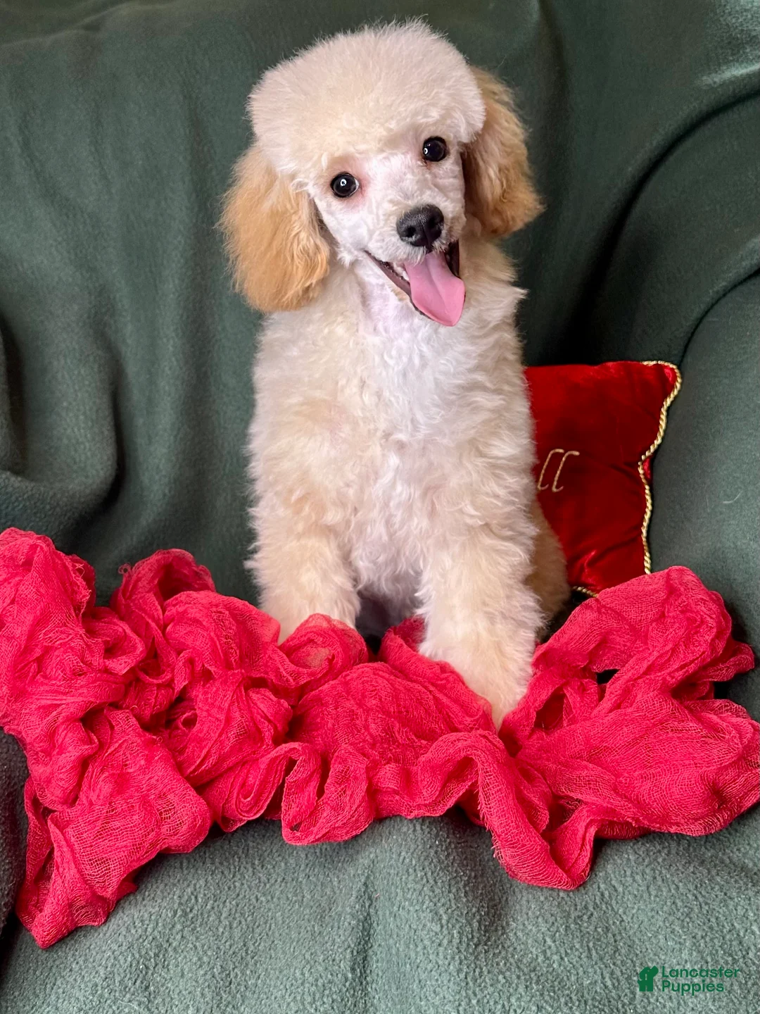 Toy Poodle dogs for sale: Yodel  - Ad 9
