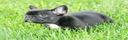 French Bulldog dogs for sale: Harry - Ad 7