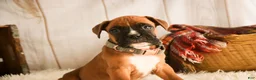 Boxer dogs for sale: Espresso - Ad 4