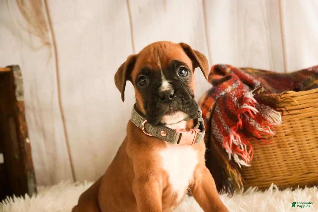 Boxer dogs for sale: Espresso - Ad 4