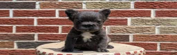 French Bulldog dogs for sale: Eden - Ad 9