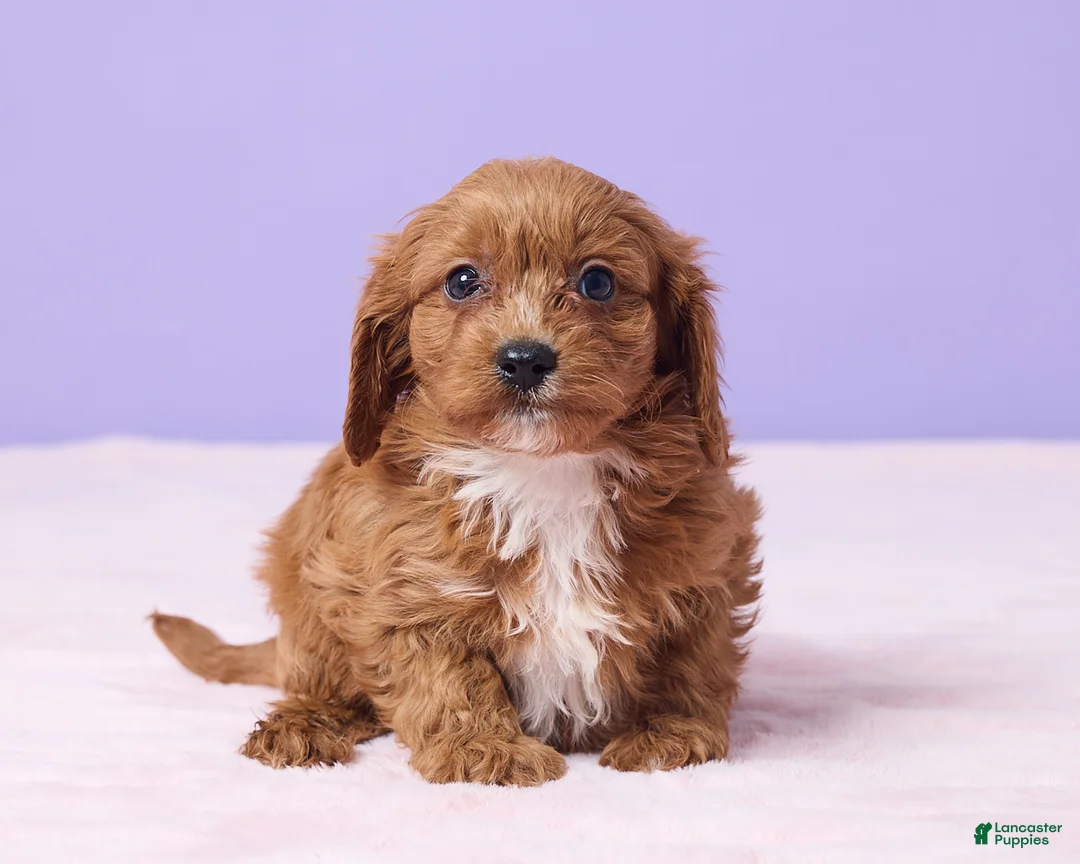 Cavapoo dogs for sale: Benny - Ad 3