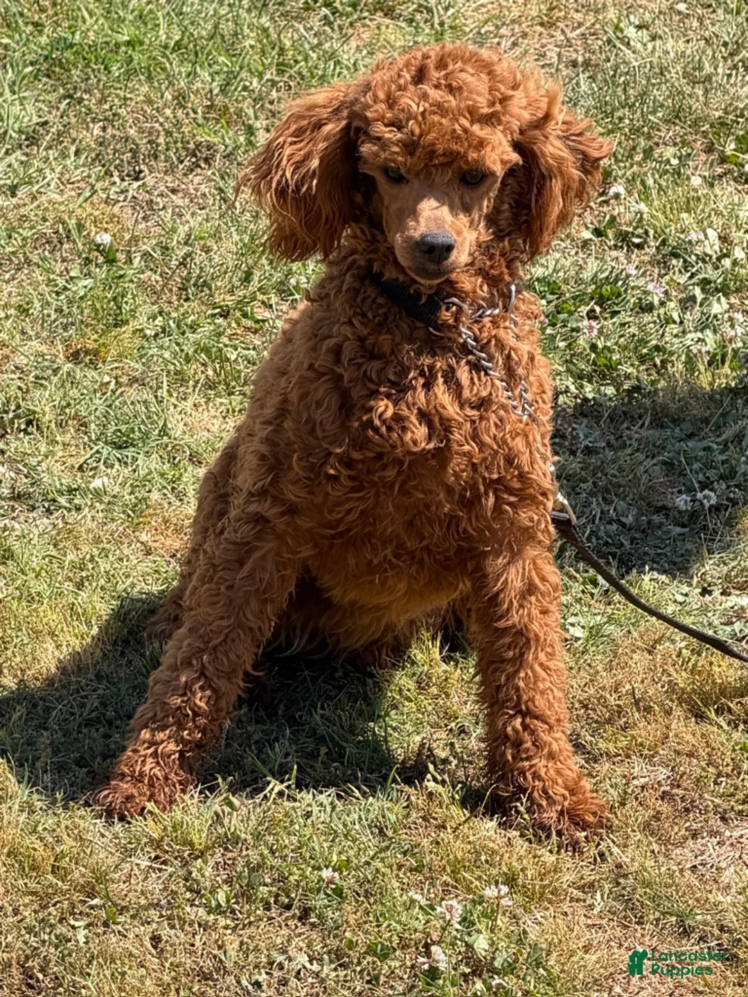 Miniature Poodle dogs for sale: Sadie - Ad 1