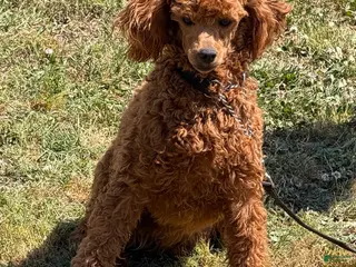 Miniature Poodle dogs Sadie - Ad 14