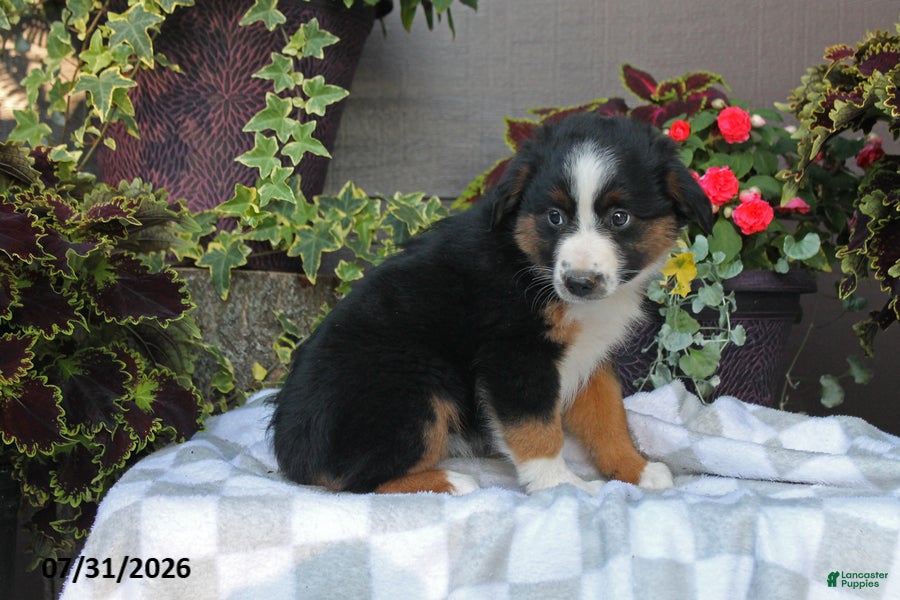 Australian Shepherd dogs Heidi - Ad 1