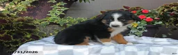 Australian Shepherd dogs for sale: Heidi - Ad 3