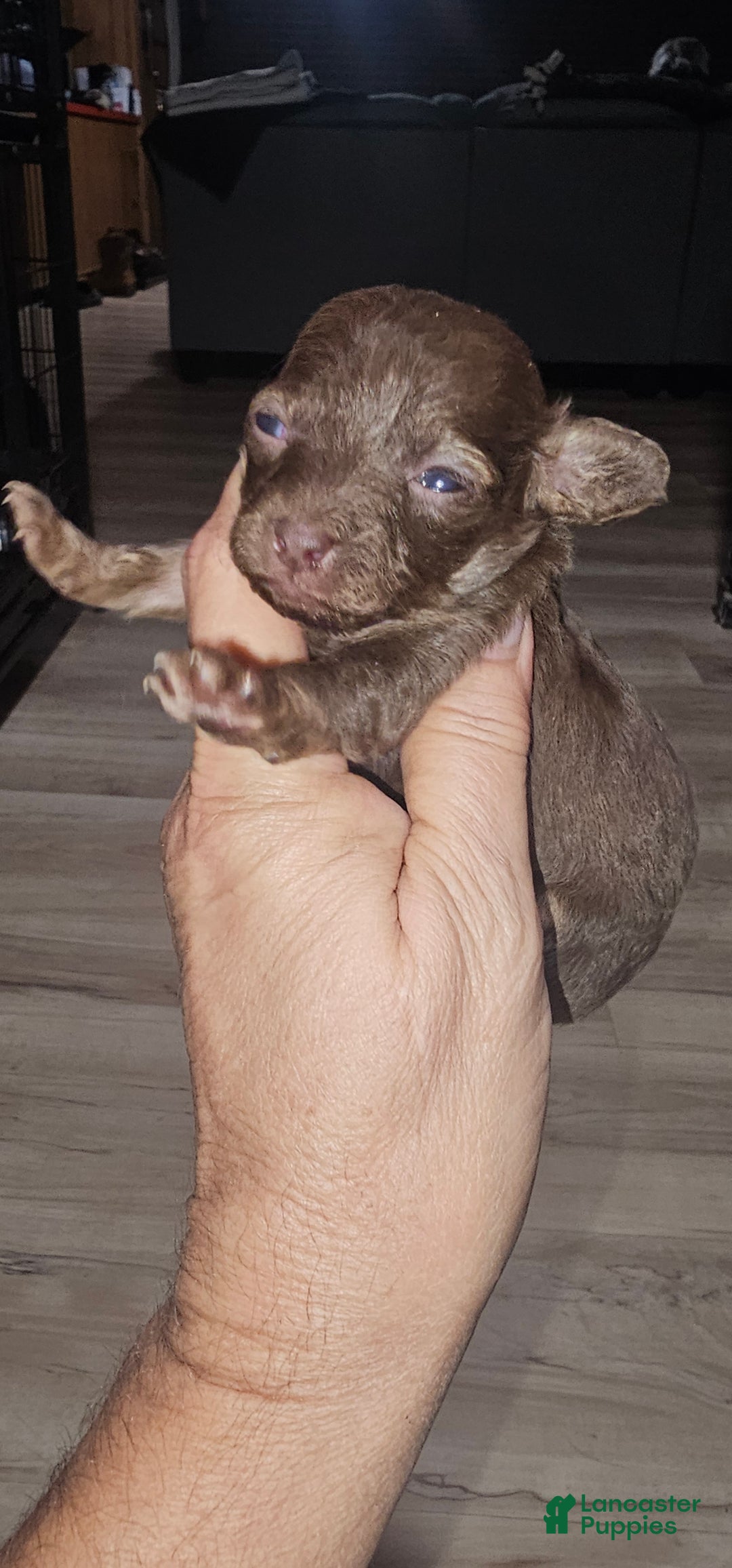 Toy Poodle dogs for sale: Kunzy's girl - Ad 1