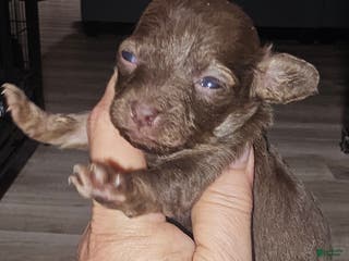 Toy Poodle dogs Kunzy's girl - Ad 37