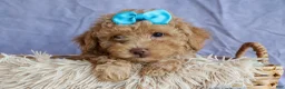 Miniature Poodle dogs for sale: ARCHIE - Ad 10