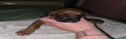 Redbone Coonhound dogs for sale: Redbone Coonhound 7(orange) - Ad 7