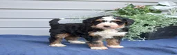 Mini Bernedoodle dogs for sale: Fern - Ad 4