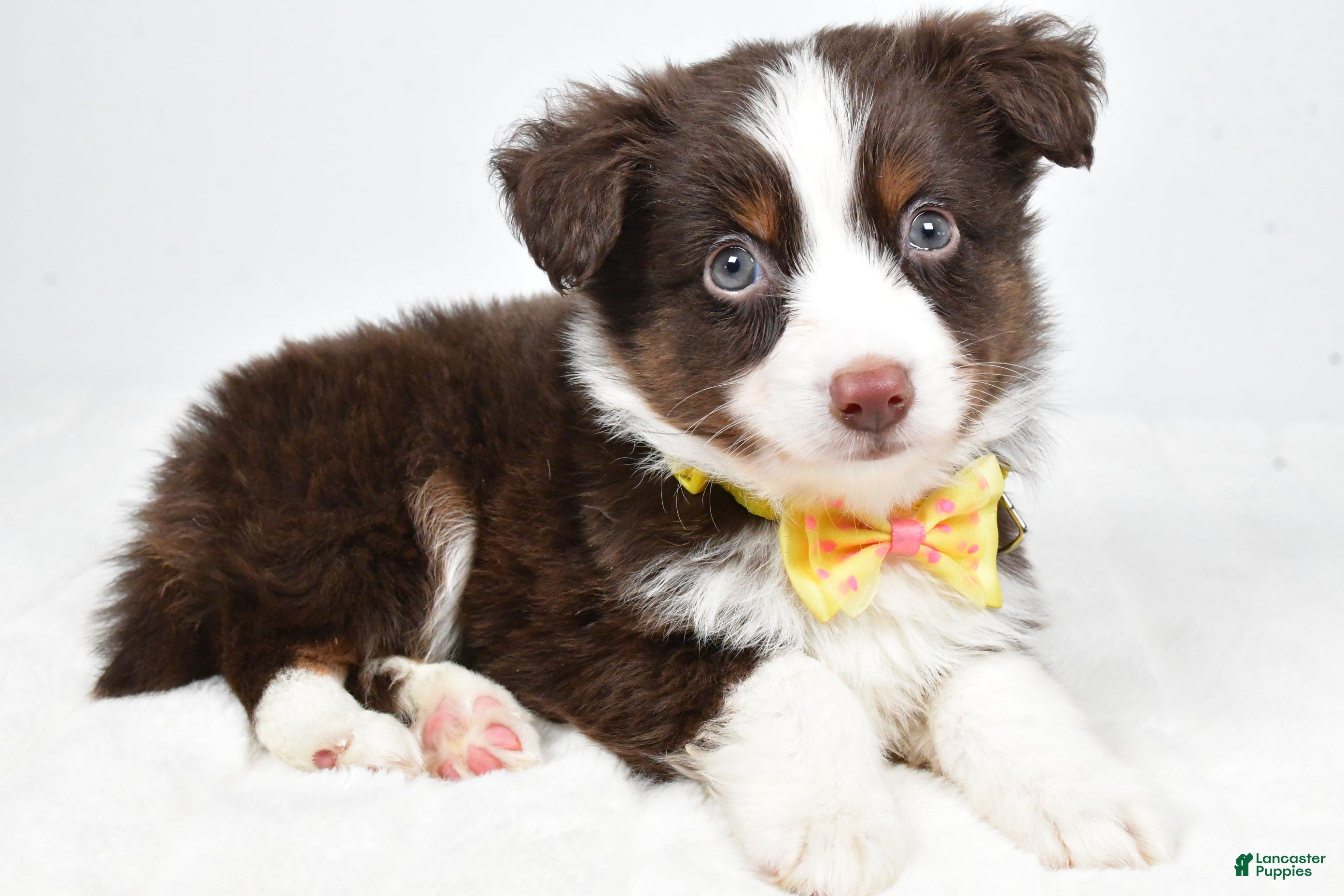 Miniature Australian Shepherd dogs Lincoln - Ad 2