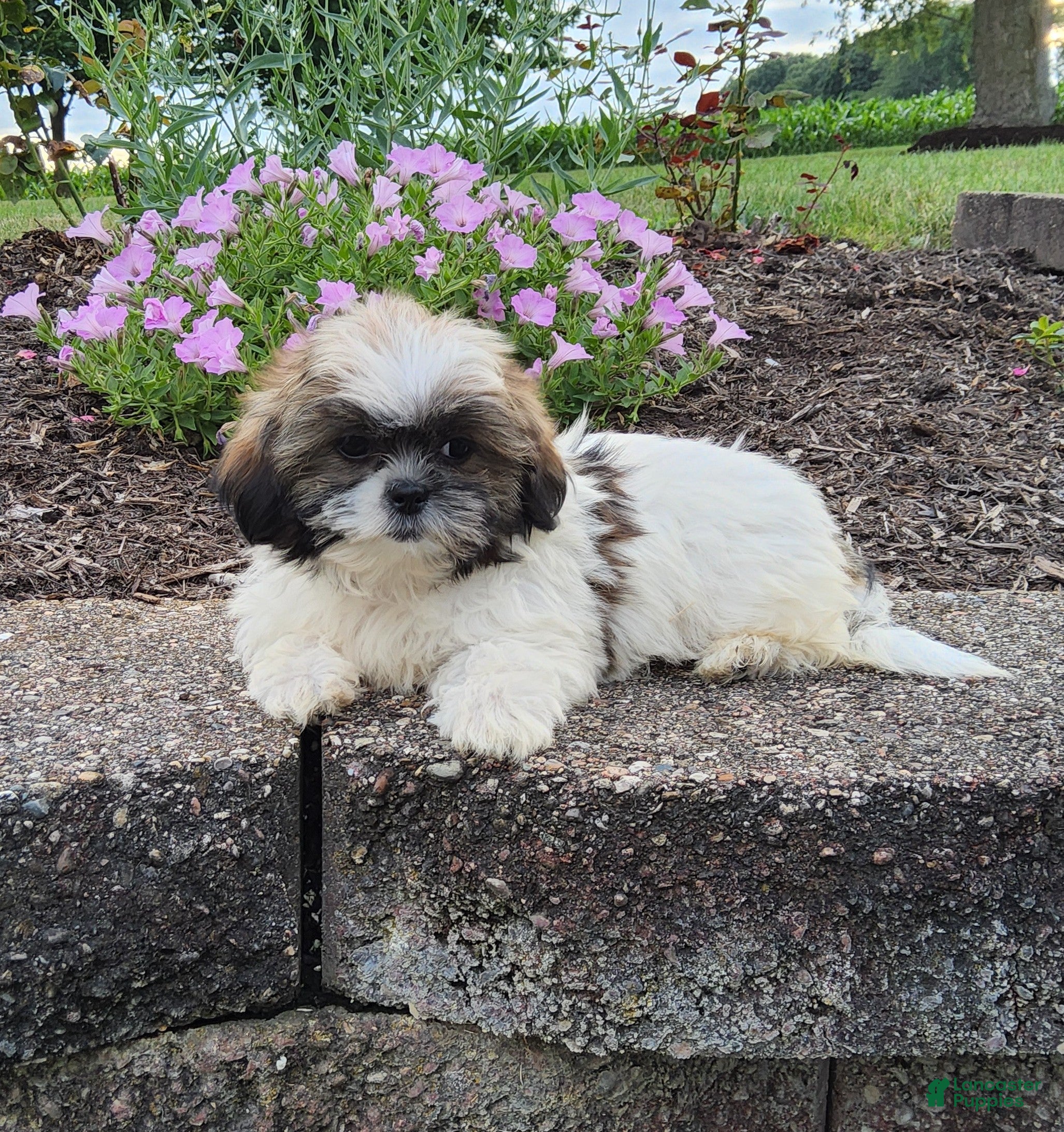 Shih Tzu dogs Amelia - Ad 2