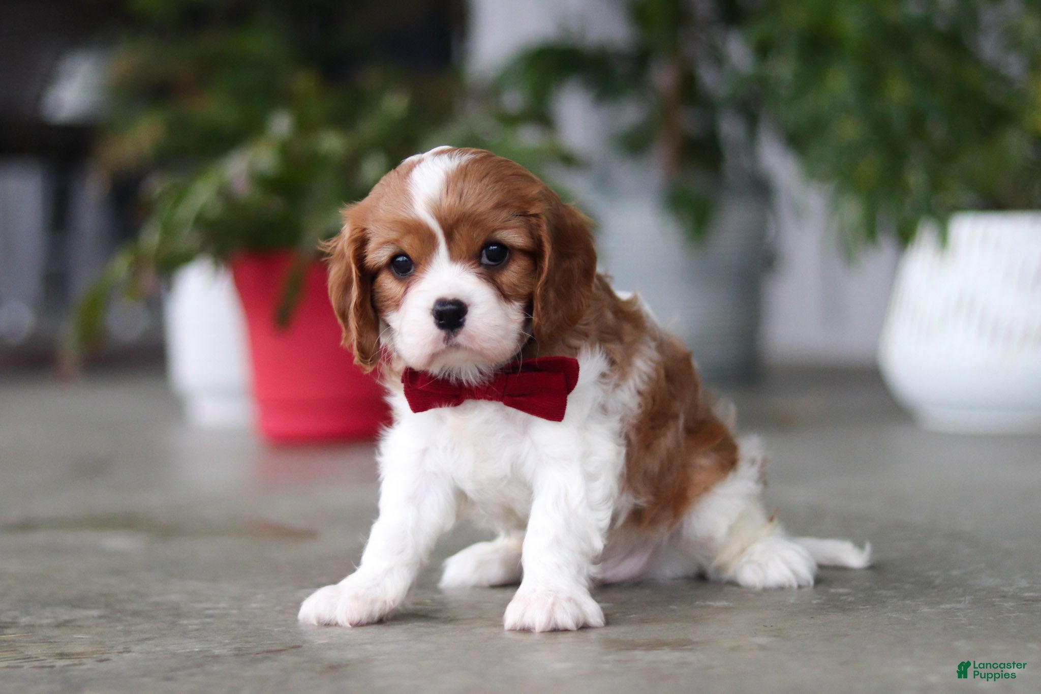 Cavalier King Charles Spaniel dogs Shawn - Ad 2