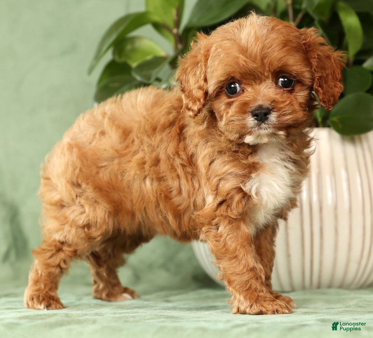 Cavapoo dogs Iris - Ad 2