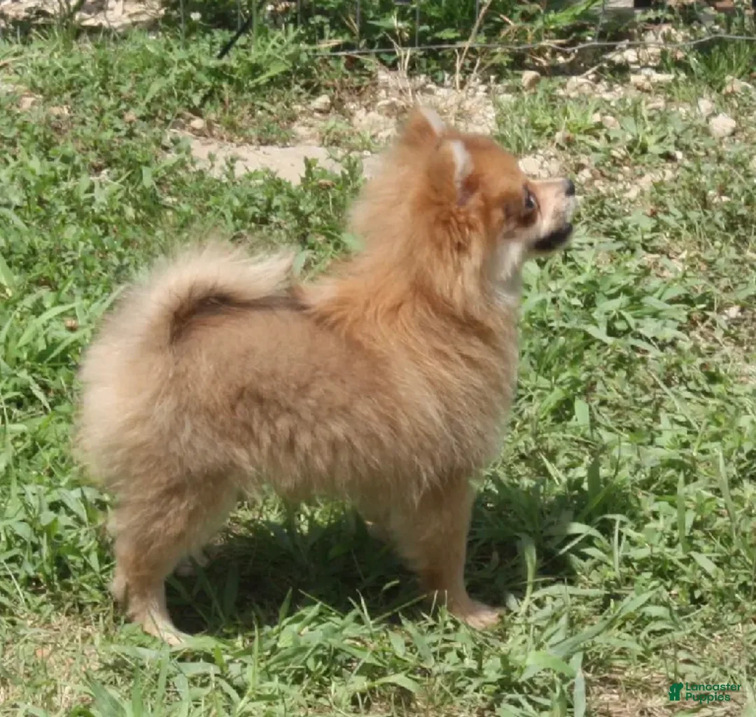 Pomeranian dogs for sale: Rosie  - Ad 2