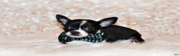Chihuahua dogs for sale: Lucius - Ad 4