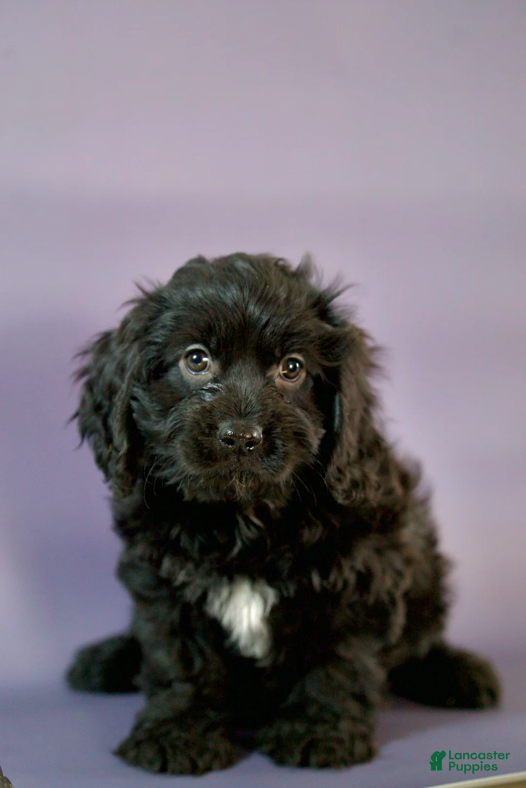 Cavapoo dogs for sale: Chocolate  - Ad 6