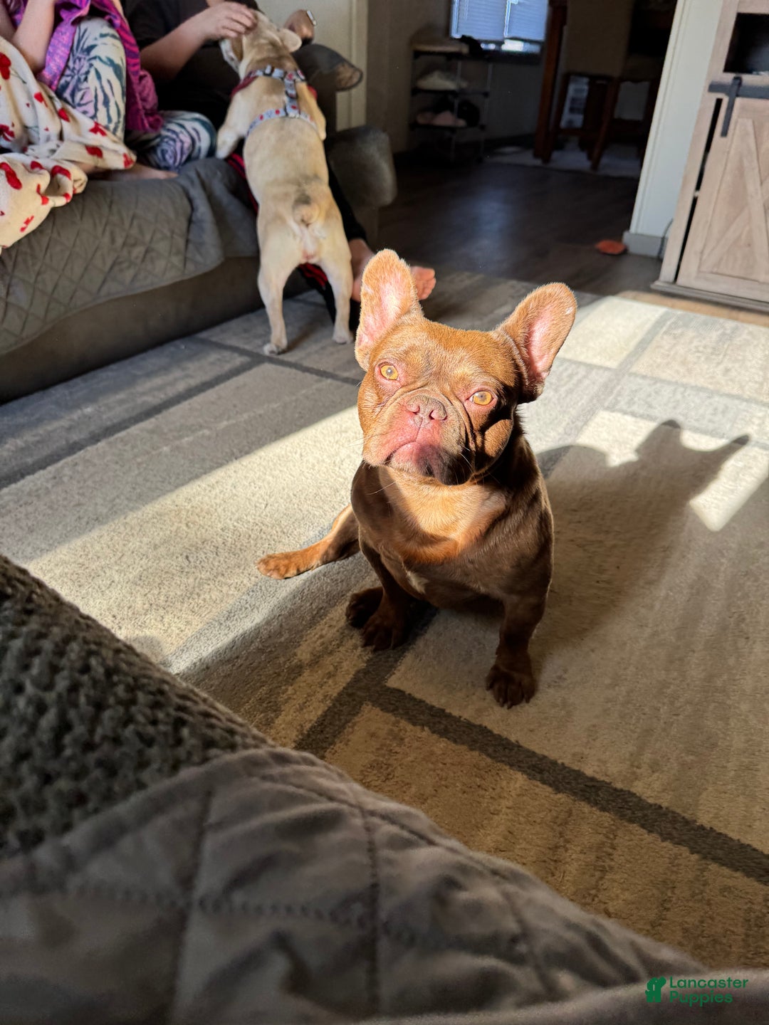 French Bulldog dogs for stud: Odin  - Ad 4