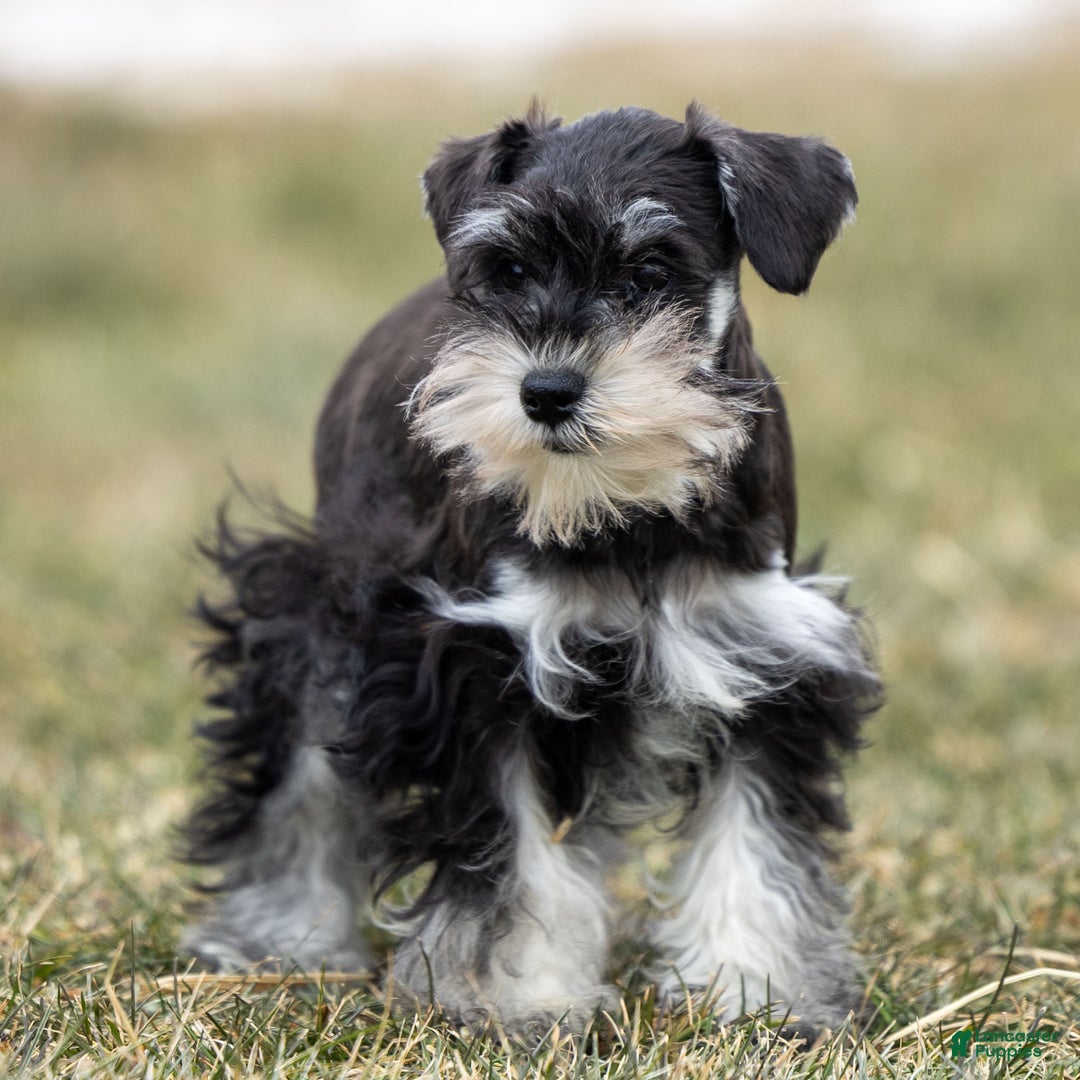 Miniature Schnauzer dogs for sale: Valerie - Ad 2
