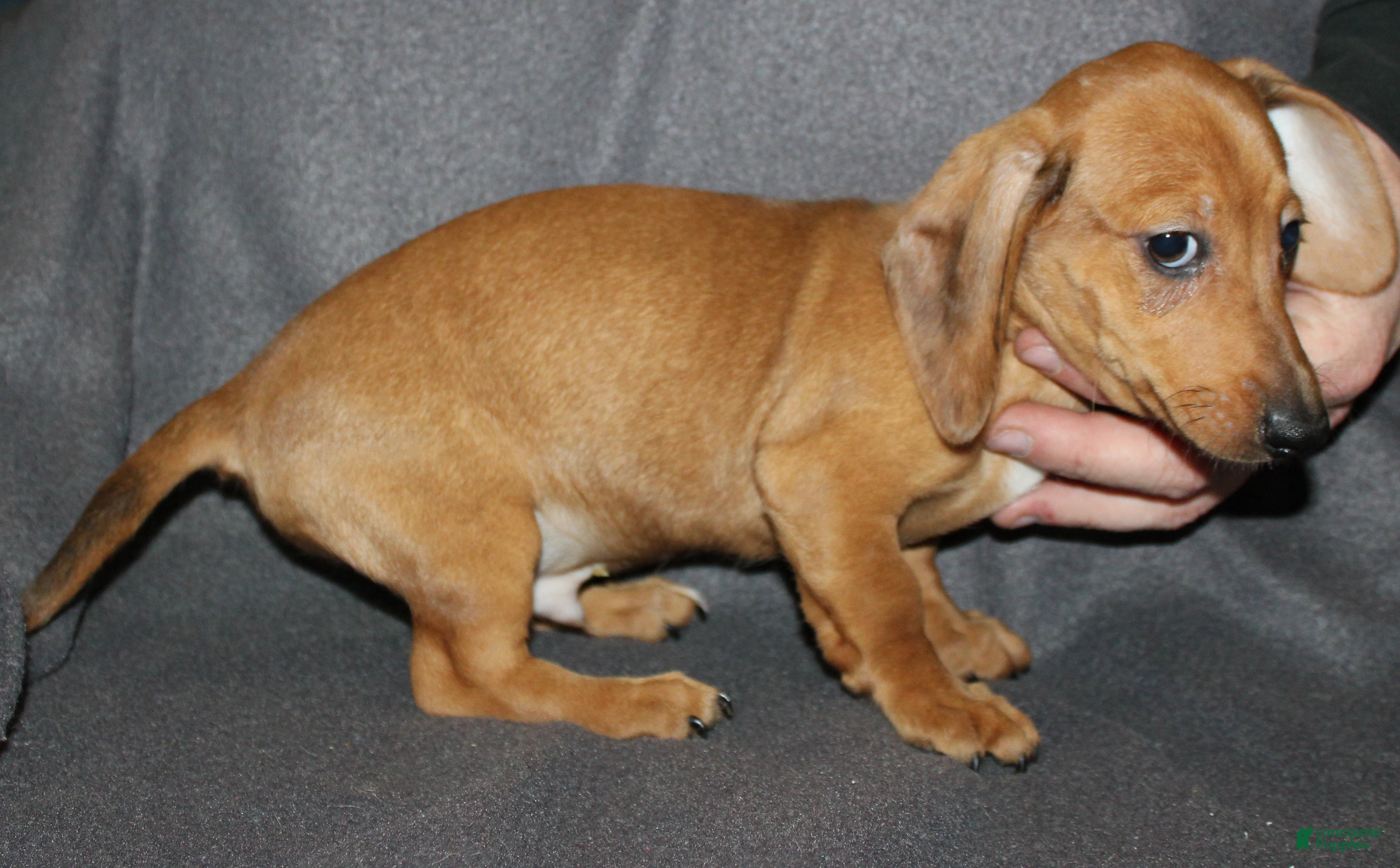 Miniature Dachshund dogs Steele - Ad 13
