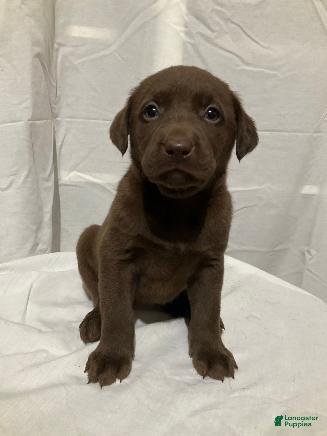 Labrador Retriever dogs for sale: Willow - Ad 2