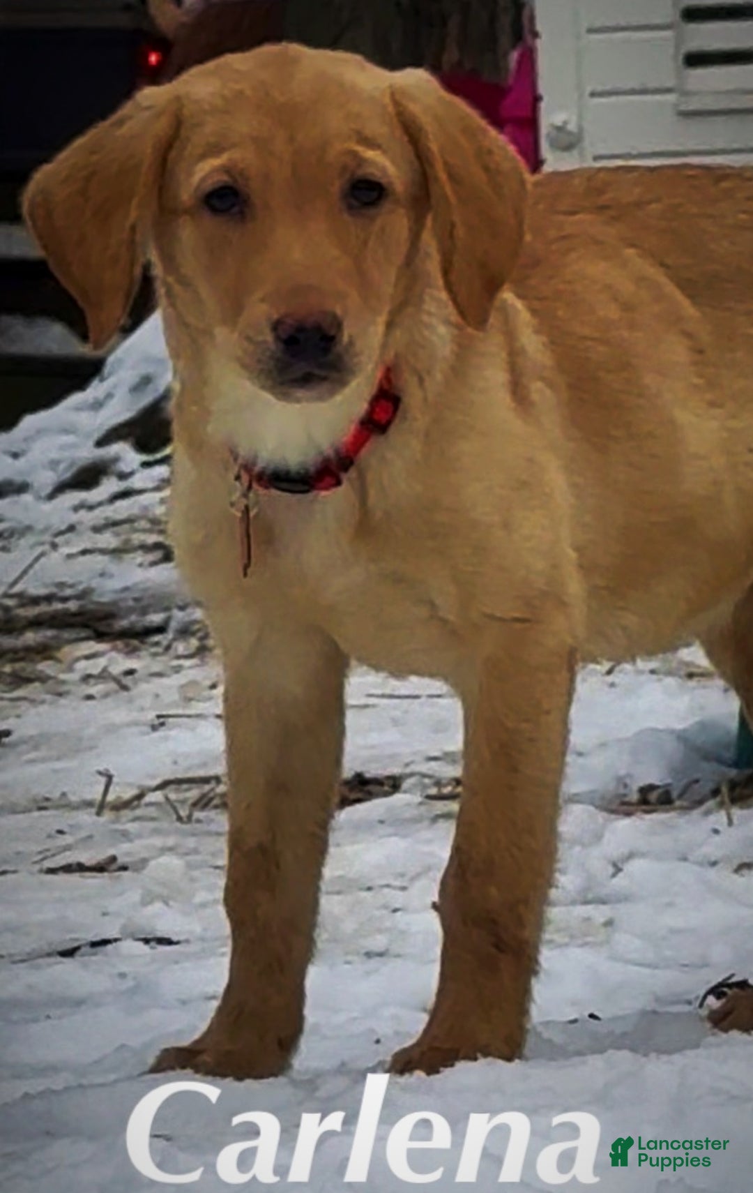 Labrador Retriever dogs for sale: Labrador Retriever Puppy 1 - Ad 8