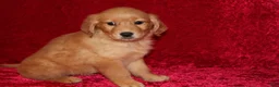 Golden Retriever dogs for sale: Golden Retriever Puppy 1 - Ad 10